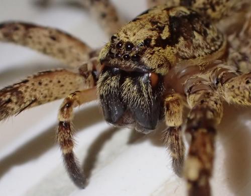 Zoropsis spinimana